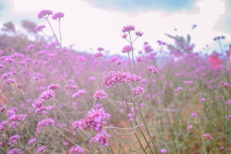 Beautiful Verbena field in mon jam mountain at chiang mai city thailandの写真素材
