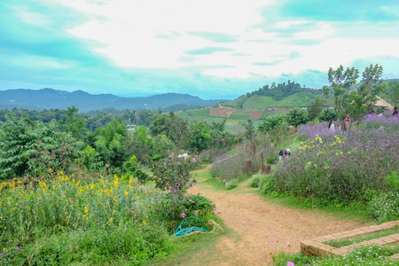 chiang mai/Thailand - 17 July 2016:Unacquainted Tourists in Flowers garden at mon jam mountain Chiang mai City Thailand.のeditorial素材