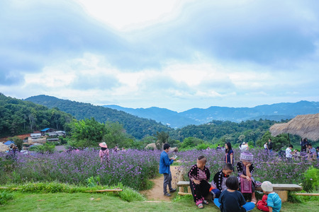 chiang mai/Thailand - 17 July 2016:Unacquainted Tourists in Flowers garden at mon jam mountain Chiang mai City Thailand.のeditorial素材