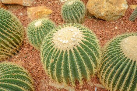 Close up Cactus in Greenhouse at Queen Sirikit botanic garden.chiangmai city Thailand.の写真素材
