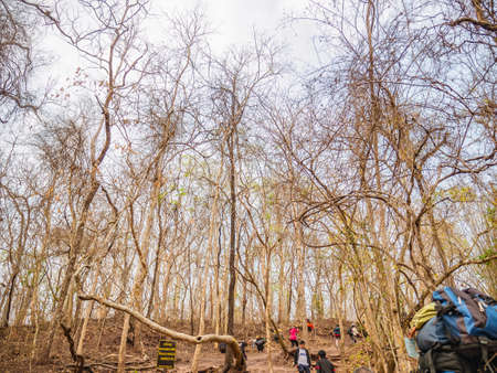Loei/Thailand-16 Feb 2019:Unacquainted people Trekking to the top of the Phu Kradueng mountain national park in Loei City Thailand.Phu Kradueng mountain national park the famous Travel destinationのeditorial素材