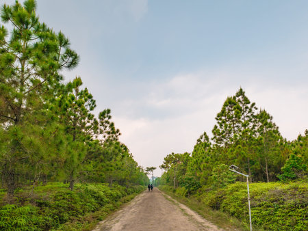 Unacquainted people Trekking to the top of the Phu Kradueng mountain national park in Loei City...