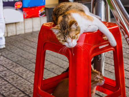 Cat on the chair playing with Cat under the table on the street in chinaの写真素材