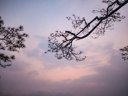 silhouette Tree with Sunrise in the morning on top of  Phu Kradueng mountain national park in Loei City Thailand.Phu Kradueng mountain national park the famous Travel destinationの写真素材