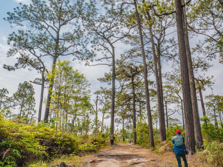 Loei/Thailand-17 Feb 2019:Unacquainted Tourist waiting on Nature trail at Phu Kradueng mountain national park in Loei City Thailand.Phu Kradueng mountain national park the famous Travel destinationの写真素材