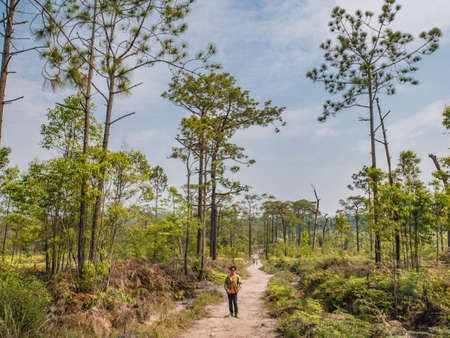 Loei/Thailand-17 Feb 2019:Unacquainted Tourist waiting on Nature trail at Phu Kradueng mountain national park in Loei City Thailand.Phu Kradueng mountain national park the famous Travel destinationの写真素材