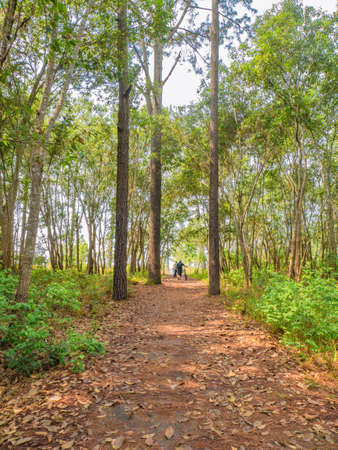 Unacquainted Tourist waiting on Nature trail  at Phu Kradueng mountain national park in Loei City Thailand.Phu Kradueng mountain national park the famous Travel destinationの写真素材