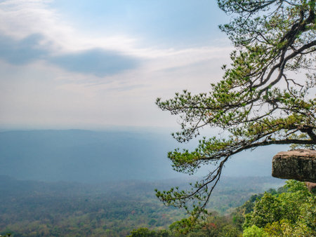 Beautiful scenery view of Lomsak Cliff on Phu Kradueng mountain national park in Loei City...