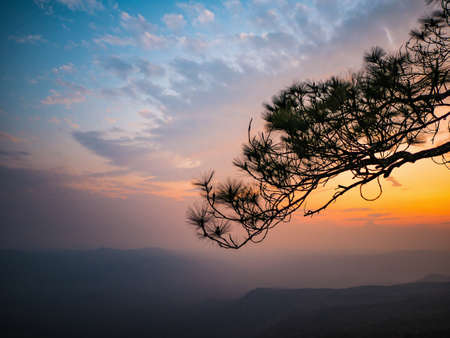 Beautiful Sunset and silhouette Tree on yeabmek Cliff on Phu Kradueng mountain national park in Loei City Thailand.Phu Kradueng mountain national park the famous Travel destinationの写真素材