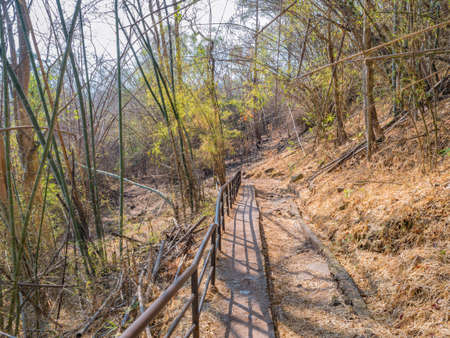 Nature trail on Phu Kradueng mountain national park in Loei City Thailand.Phu Kradueng mountain national park the famous Travel destinationの写真素材