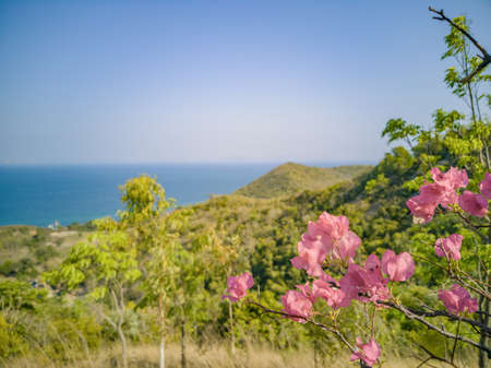 Close up flowers on viewpoint with Beautiful tropical seascape view and mountain on koh lan island Pattaya Thailand.Koh lan island is the Famous island near Pattaya city the Travel Destination in Thailand.の写真素材