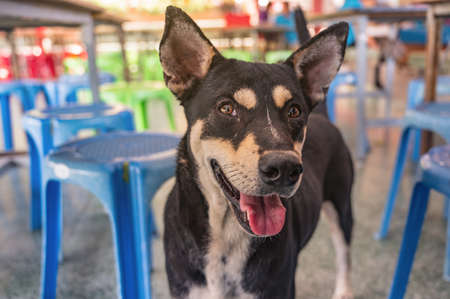 Close up face of Cute Black Stray dog on the street of thailand.の写真素材