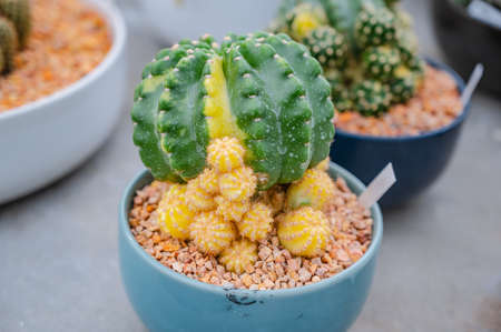 Close up beautiful cactus in the small flower pot.の写真素材