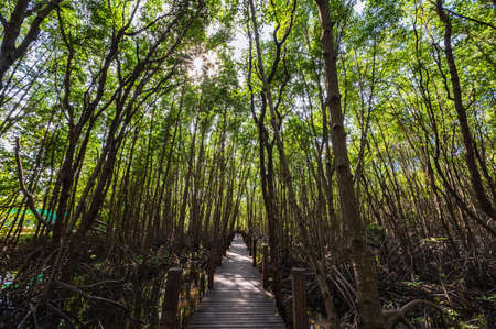 chanthaburi,thailand-28 nov 2020:Wooden bridge walkway at Kung krabaen bay Mangrove forest at chanthaburi city thailand.の写真素材