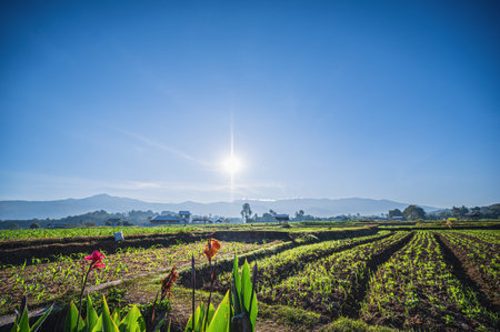 Landscape view of sunrise in the early morning and  sea of mist cover the mountian on the wat phuket temple viewpoint pua District nan.Pua  in the central part of Nan Province, northern Thailandの写真素材