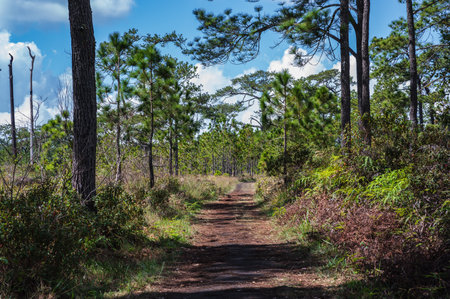 Nature trail in Phukradueang national park loei city thailand.Phu Kradueng National Park is one of the best known national parks of Thailand.の写真素材