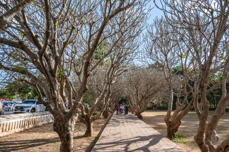 Nan.thailand-19.12.2020:Unacquainted People walking at frangipani tree tunnel in nan national museum.Nan National Museum is another interesting place that you want to visitのeditorial素材