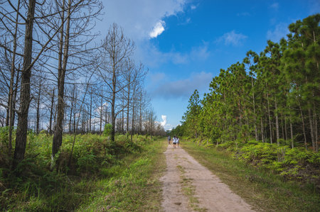Nature trail in Phukradueang national park loei city thailand.Phu Kradueng National Park is one of the best known national parks of Thailand.のeditorial素材