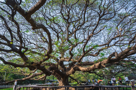 Kanchanaburi.thailand-16.1.2022:unacquainted people Giant Monky Pod Tree kanchanaburi thailand.Over-100-years-old Giant Monkey Pod Tree.のeditorial素材