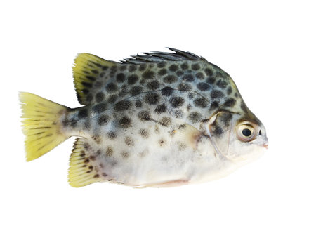 Scat fish isolated on white background.