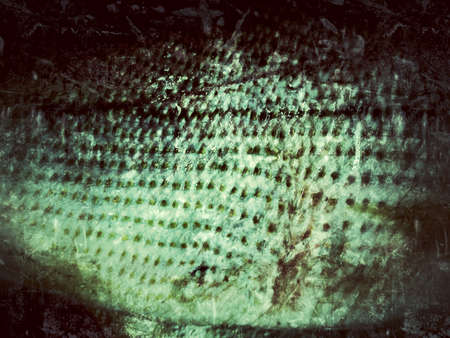 Old Fish Skin  Ideal for grunge background with space for text  の写真素材