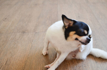 Chihuahua Dog Relax scratching the ear itself.の写真素材