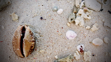 close up on the beach at LIPE, tropical paradiseの写真素材