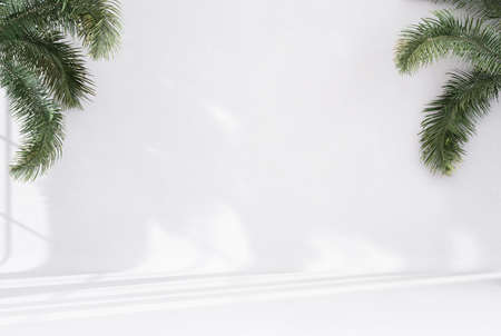 Abstract white studio background for product presentation empty room with shadows of window and flowers and palm leaves 3d room with copy space summer concert blurred backdrop. 3D Renderingの写真素材