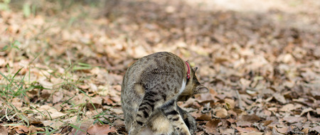 The brown and black cat in the wild , close up cat, lovely cat ,  bluepoint Siamese , portraitの写真素材