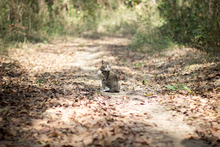 The brown and black cat in the wild , close up cat, lovely cat ,  bluepoint Siamese , portraitの写真素材