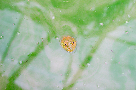 many frog on the water in the cement block , Bull frog on a log near Wakefieldの写真素材