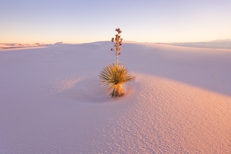 Yucca at White Sands National Monumentの写真素材