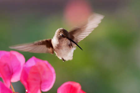 Hummingbird scratching her beakの写真素材