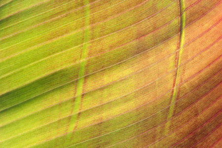 Tropical Leaf
