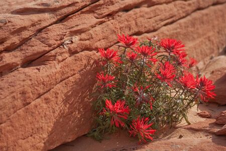 Indian Paintbrushの写真素材