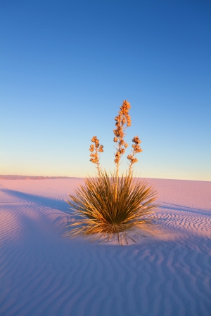 Yucca at Sunset, White Sands National Monumentの写真素材