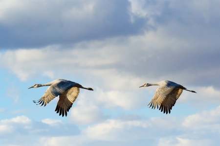 Sandhill Cranes in Flightの写真素材
