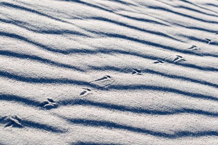 Lizard Tracks on White Sandsの写真素材