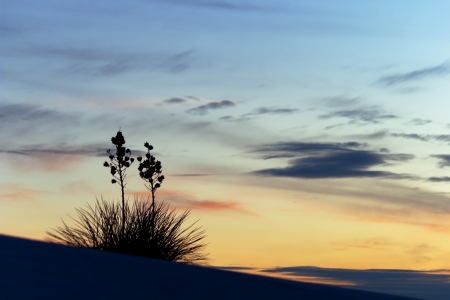 Yucca at Sunset, White Sands National Monumentの写真素材