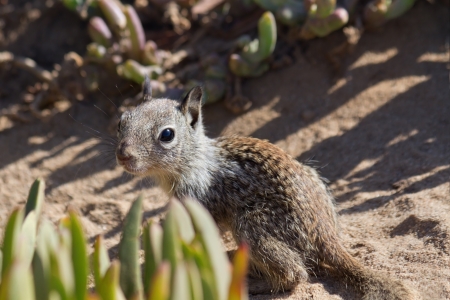 Cute baby squirrel looking curiously, La Jolla, CA.の写真素材