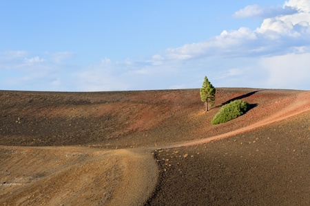 Pine Tree on top  of Cinder Cone, Lassen Volcanic National Park, CAの写真素材