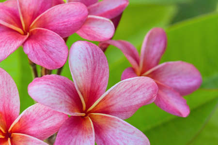 Beautiful Pink Plumeria blooming in summer.の写真素材