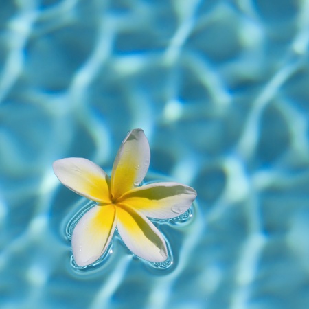 White-Yellow Plumeria floating in the pool.の写真素材