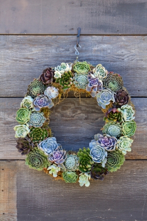 Colorful cactus weath hanging on rustic wooden wall.の写真素材