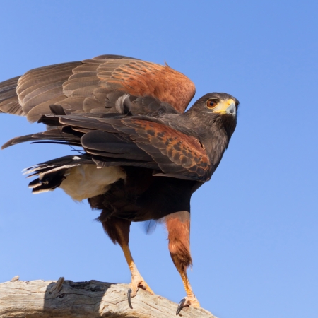 Harris Hawk landing on a branch の写真素材