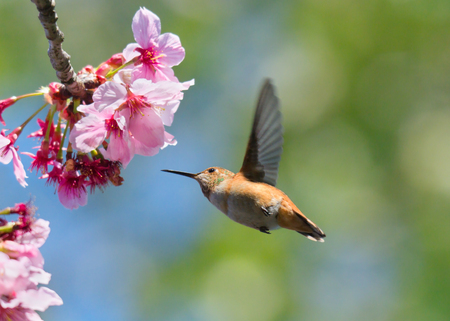 Hummingbird feeding on cherry blossom treeの写真素材