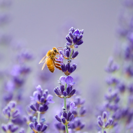 Orange bee enjoying lavender flower の写真素材