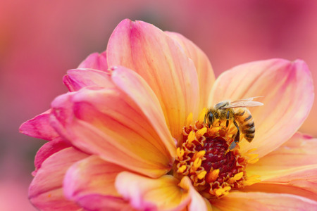 Honeybee collecting pollen from pink dahlia flower の写真素材
