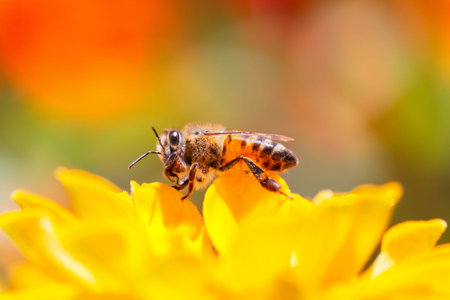 Honybee is being shy while collecting pollen from yellow daisy flower