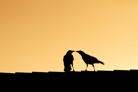 Two raven kissing on the roof at sunsetの写真素材